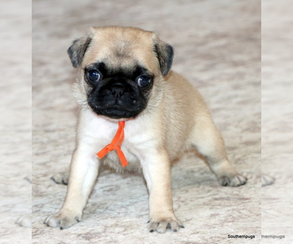 Medium Photo #5 Pug Puppy For Sale in WINNSBORO, TX, USA