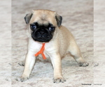 Small #4 Pug