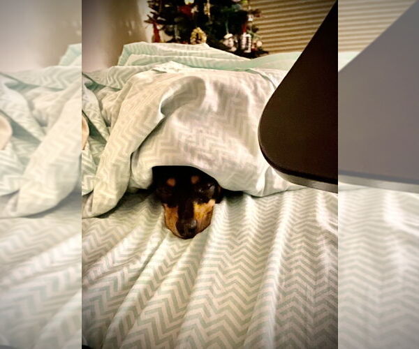 Medium Photo #2 Miniature Pinscher-Unknown Mix Puppy For Sale in Brewster, NY, USA