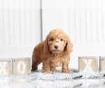 Small Photo #10 Goldendoodle (Miniature) Puppy For Sale in WARSAW, IN, USA