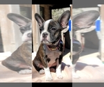 Small Photo #8 Faux Frenchbo Bulldog Puppy For Sale in SAN ANTONIO, TX, USA