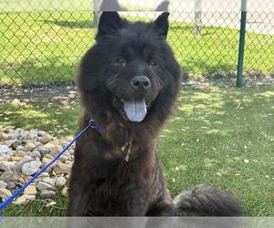 Chow Chow-Unknown Mix Dogs for adoption in Grand Prairie, TX, USA
