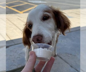 UT/Bella - Female Brittany Dog for Adoption - Photo #4