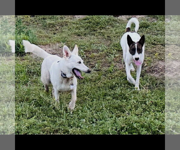 Medium Photo #5 Mutt Puppy For Sale in Hayward, CA, USA