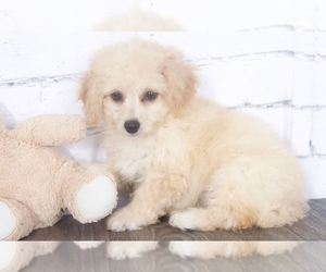 Poochon Puppy for sale in RED LION, PA, USA