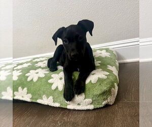 American Staffordshire Terrier-Labrador Retriever Mix Dogs for adoption in San Juan Capistrano, CA, USA