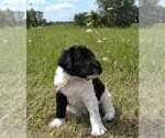 Small Photo #2 Labradoodle Puppy For Sale in SPENCERVILLE, IN, USA