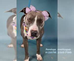 Mutt Dogs for adoption in Bakersfield, CA, USA