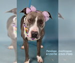 *PENELOPE - Female Mutt Dog for Adoption - Small photo
