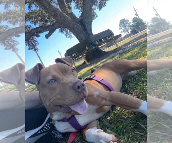 Medium Photo #3 American Pit Bull Terrier-Unknown Mix Puppy For Sale in Oakhurst, NJ, USA