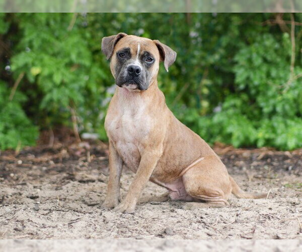 Medium Photo #2 American Bulldog-Unknown Mix Puppy For Sale in Tavares, FL, USA