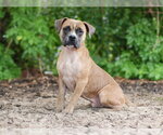 Small #1 American Bulldog Mix