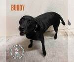 Small #1 Labrador Retriever