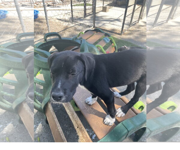 Medium Photo #2 Border Collie-Unknown Mix Puppy For Sale in Tracy City, TN, USA