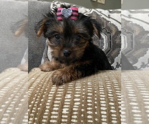 Yorkshire Terrier Puppy for sale in RICHMOND, IL, USA