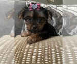 Small Photo #1 Yorkshire Terrier Puppy For Sale in RICHMOND, IL, USA