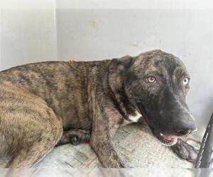 German Shepherd Dog-Unknown Mix Dogs for adoption in Houston, TX, USA