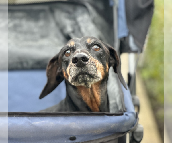 Medium Photo #2 Dachshund Puppy For Sale in Weston, FL, USA