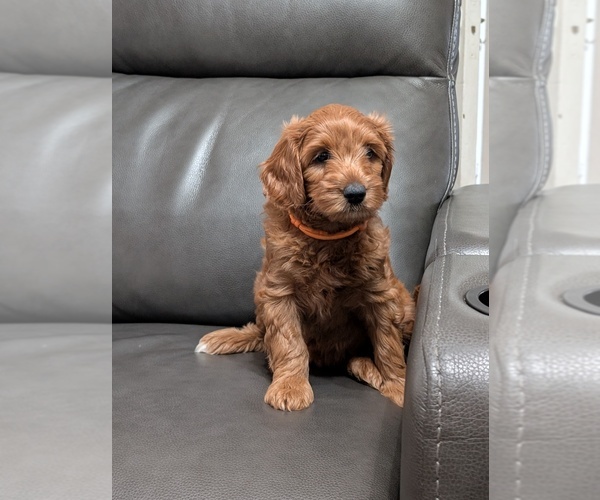 Medium Photo #3 Miniature Labradoodle Puppy For Sale in SYCAMORE, IL, USA