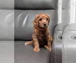 Small #2 Miniature Labradoodle