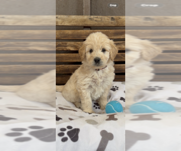 Medium Photo #39 Goldendoodle Puppy For Sale in MERCED, CA, USA