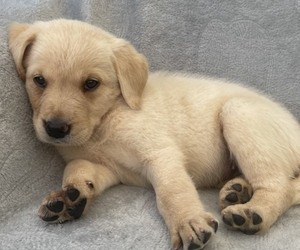 Golden Labrador Puppy for sale in BLOUNTVILLE, TN, USA
