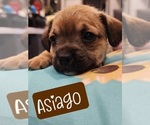 Puppy Asiago French Bulldog-Poodle (Miniature) Mix