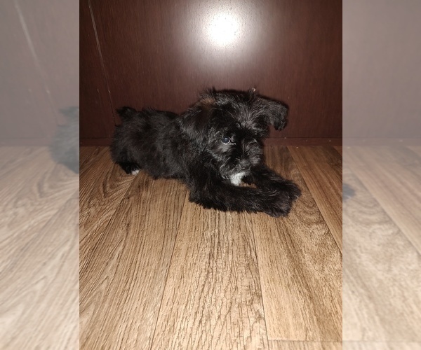 Medium Photo #10 YorkiePoo Puppy For Sale in LAPEER, MI, USA