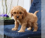 Small #2 Cavapoo