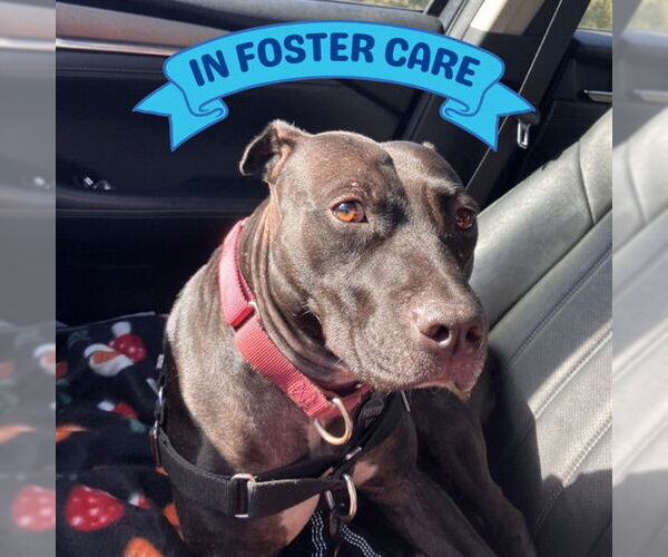 Medium Photo #3 American Staffordshire Terrier-Unknown Mix Puppy For Sale in Tallahassee, FL, USA