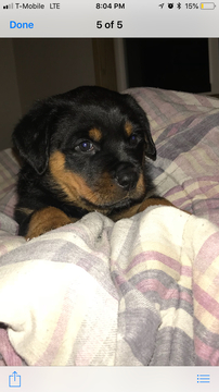 Medium Photo #2 Rottweiler Puppy For Sale in BEAVERTON, OR, USA
