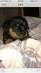 Small Photo #2 Rottweiler Puppy For Sale in BEAVERTON, OR, USA