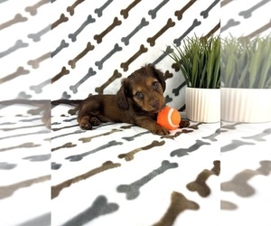 Dachshund Puppy for sale in INDIANAPOLIS, IN, USA