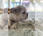 Small Photo #6 English Bulldog Puppy For Sale in ELK GROVE, CA, USA