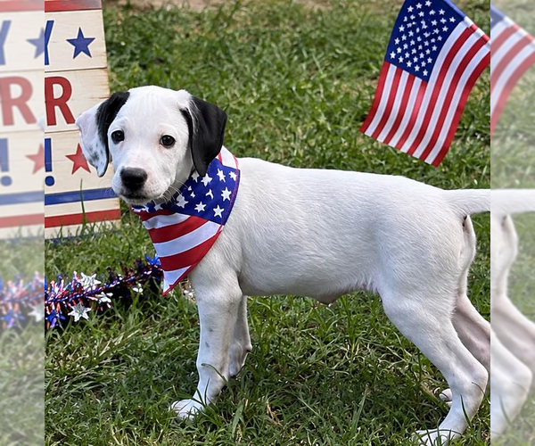 Medium Photo #4 Labrador Retriever Puppy For Sale in Yardley, PA, USA