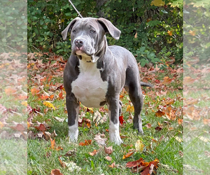 American Bully Puppy for sale in Mississauga, Ontario, Canada