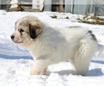 Small Photo #7 Great Pyrenees Puppy For Sale in CLAYTON, WA, USA