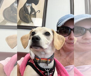 Chiweenie Dogs for adoption in Lake Elsinore, CA, USA