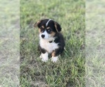 Puppy Yellow Girl Pembroke Welsh Corgi