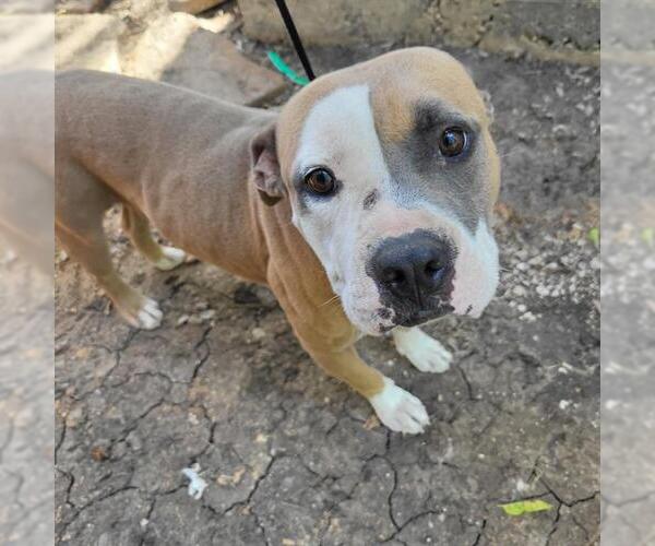 Medium Photo #1 American Staffordshire Terrier Puppy For Sale in San Antonio, TX, USA
