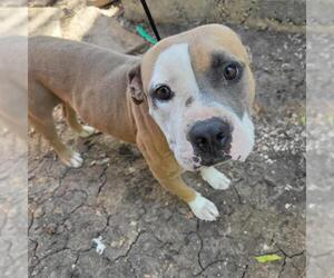 American Staffordshire Terrier Dogs for adoption in San Antonio, TX, USA