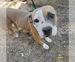 Small American Staffordshire Terrier