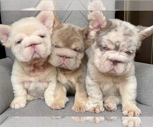 French Bulldog Puppy for sale in DETROIT, MI, USA