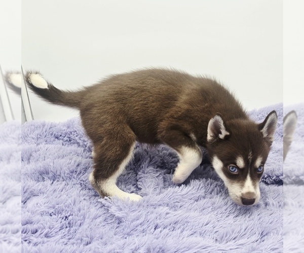 Medium Photo #2 Siberian Husky Puppy For Sale in SANDY HOOK, KY, USA