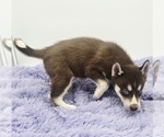 Small #1 Siberian Husky