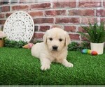 Small #6 English Cream Golden Retriever