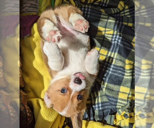 Medium Photo #4 Pembroke Welsh Corgi Puppy For Sale in GREENBRIER, TN, USA