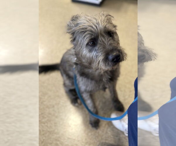 Medium Photo #5 Poodle (Standard)-Unknown Mix Puppy For Sale in Rustburg, VA, USA