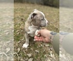 Small #15 American Bully