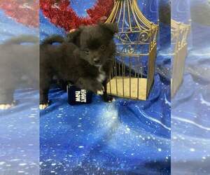 Pomeranian Puppy for sale in INDIANAPOLIS, IN, USA